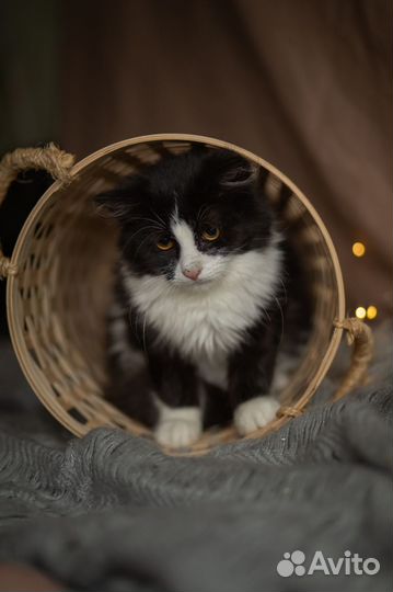 Молодой котик в добрые руки