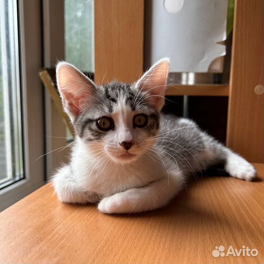 Котята 3 месяца