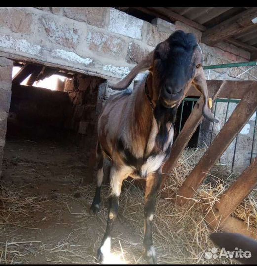 Козел на племя