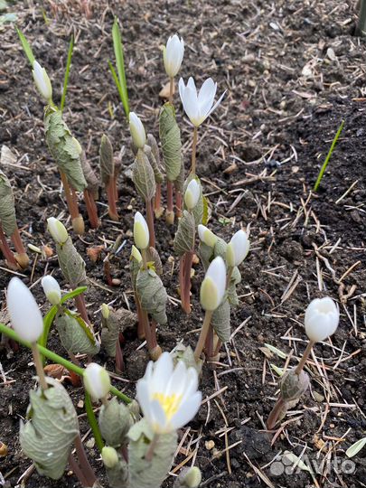 Сангвинария