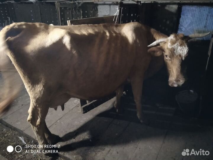 Корова,телята,куры