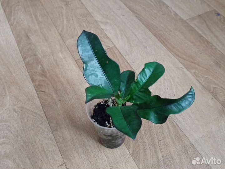 Кротон Вилма