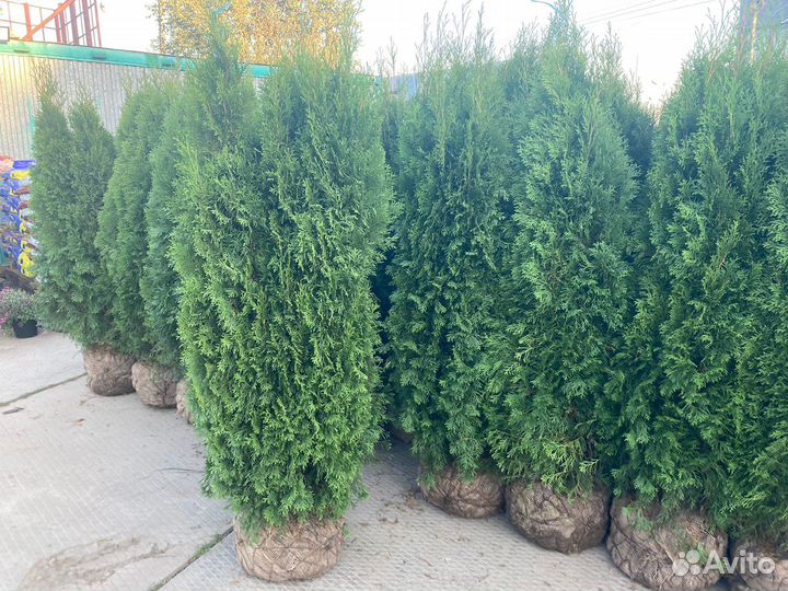 Саженцы Туя Смарагд 180 см