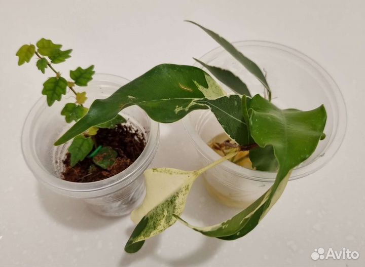 Фикус набор Комнатные растения Цветы