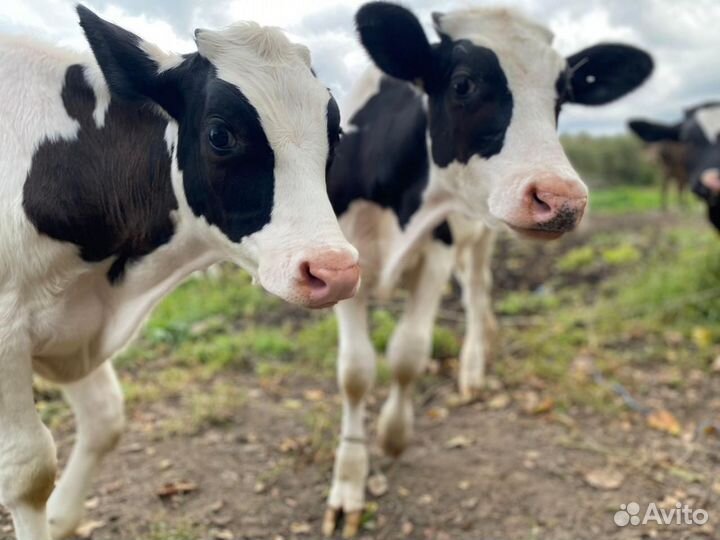 Телята бычки