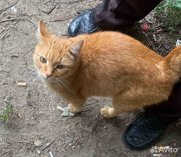 Кот в добрые руки