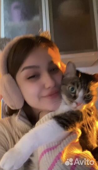 Педежержка домашних животных / выгул