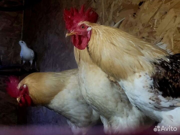 Петухи ломан браун, годовалые