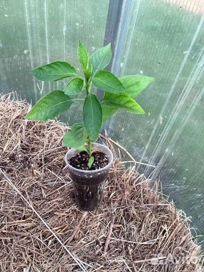 Рассада Помидор Перца