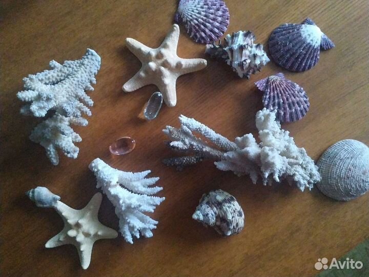 Морские кораллы и раковины для интерьера