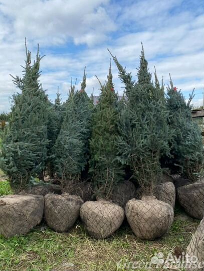 Ель голубая