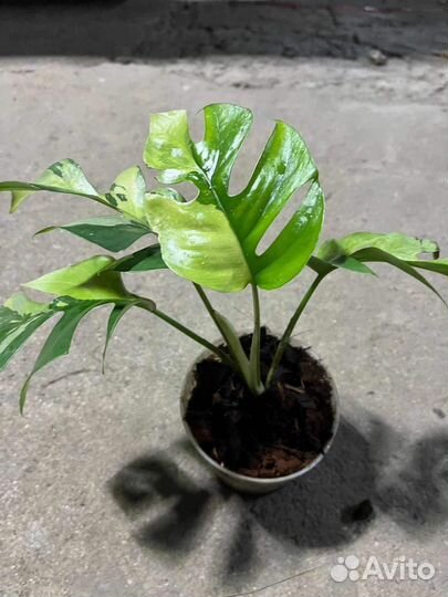 Рафидофора тетрасперма variegated