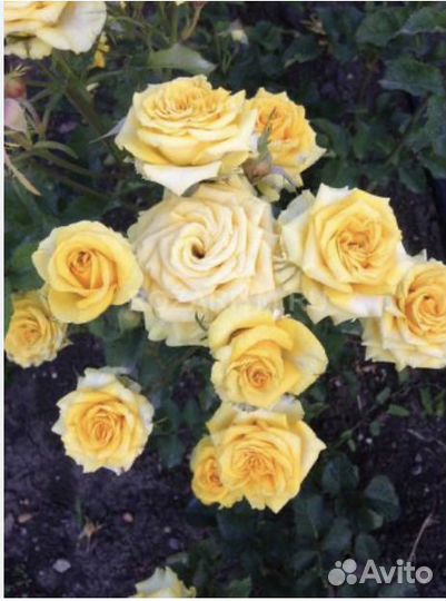 Роза плетистая желтая
