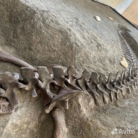 Окаменелость ископаемый скелет аллигатора