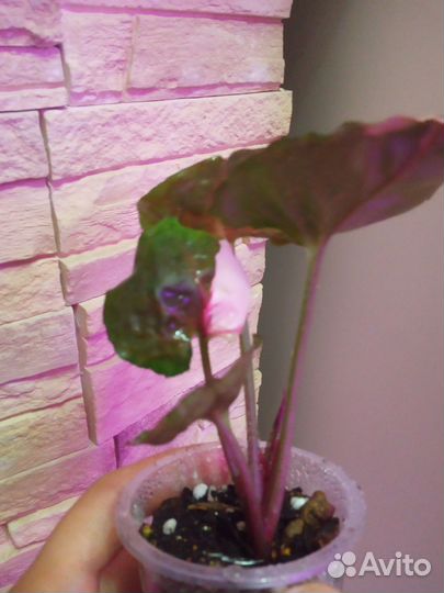 Сингониум Клубничный лед