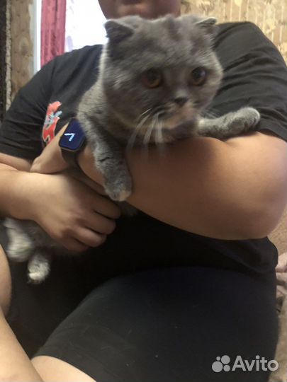 Британский кот