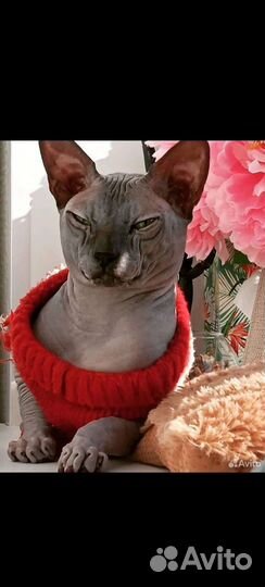 Донской сфинкс бесплатно