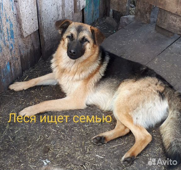 Собака улыбака-охраняка Леся