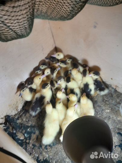 Продаю мускусных утят,из под утки
