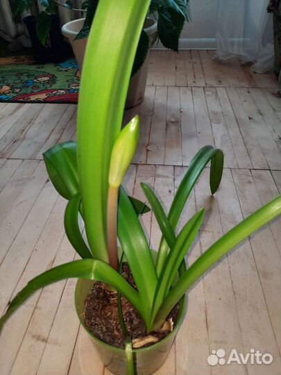 Лилия гиппеаструм