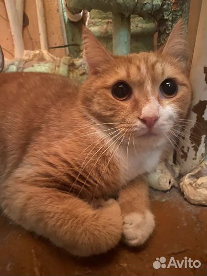 Рыжий кот в добрые руки