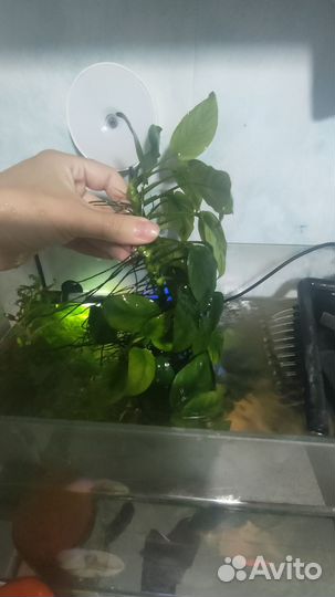 Анубиас в аквариум