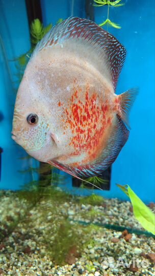 Дискусы 18см