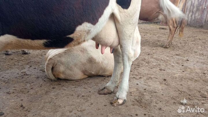 Коровы дойные молочные