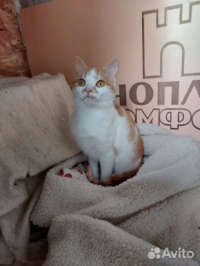 Кошка в дар