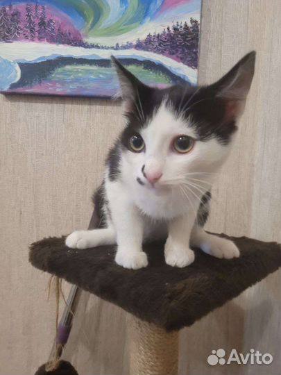 Котенок красавец