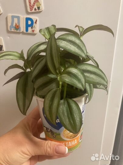 Домашние цветы