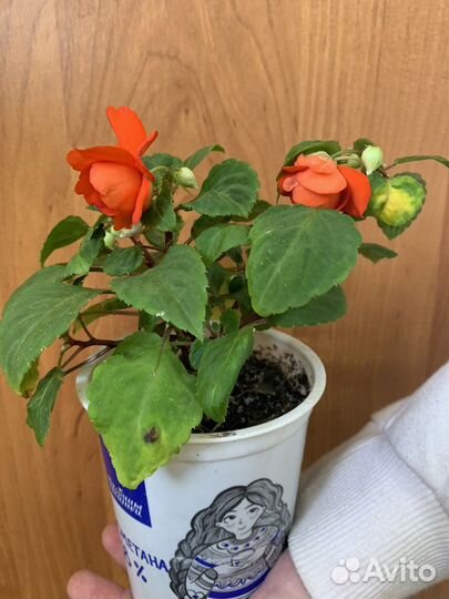 Бальзамин махровый