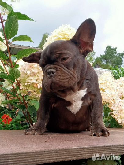 Мальчик и Девочка Французкий бульдог