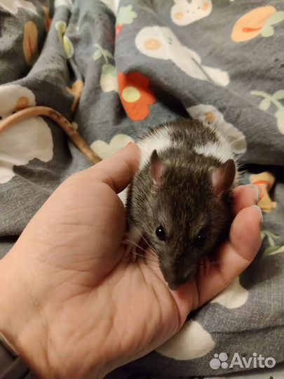 Мальчишки ищут дом