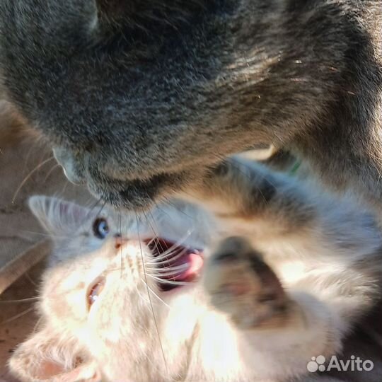 Котенок девочка в добрые руки