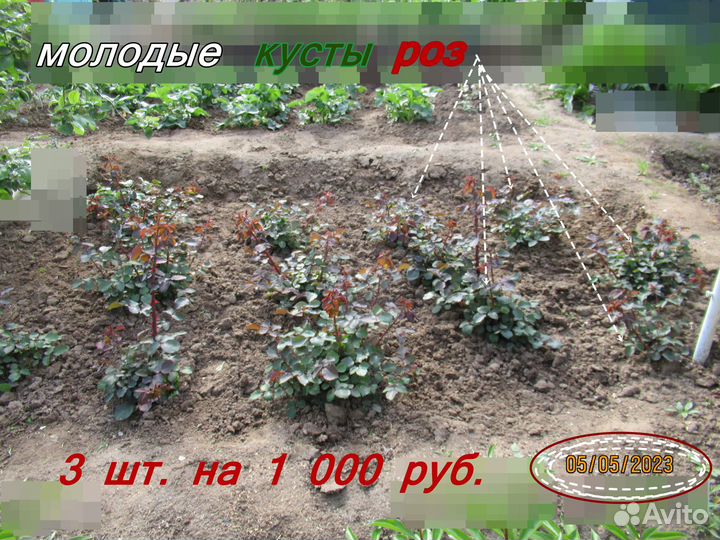 Роза. Красная. Купить цветы