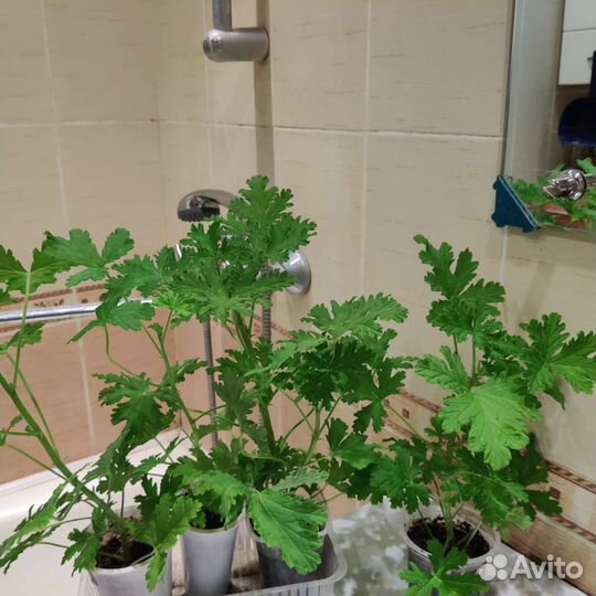 Пеларгония герань душистая