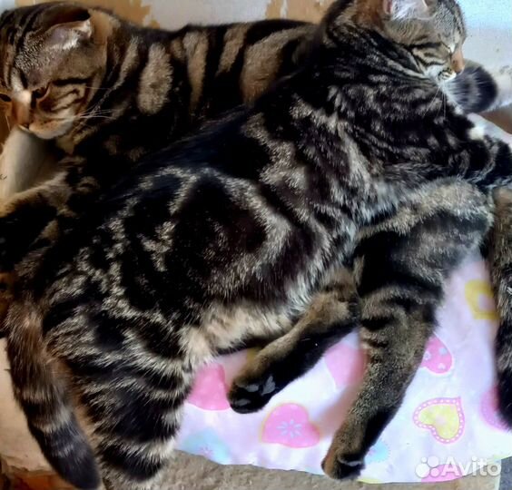 Котята шотландцы