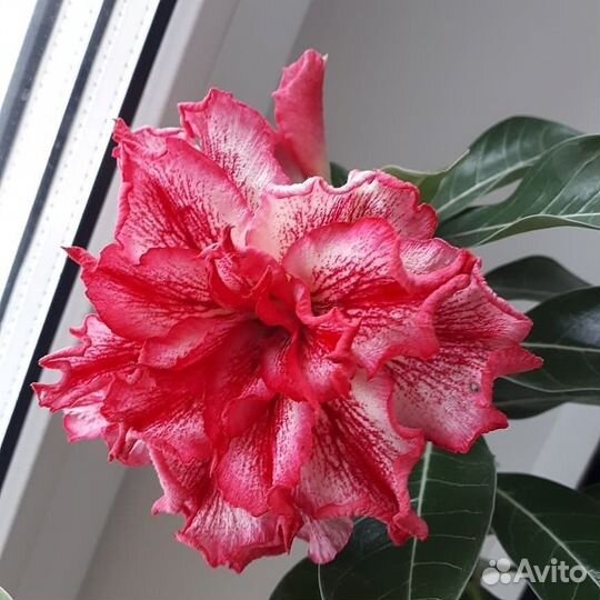 Укоренённые черенки Адениум 