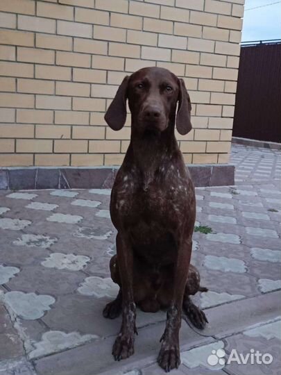 Вязка Курцхаар