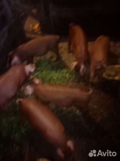 Поросенок Дюрок