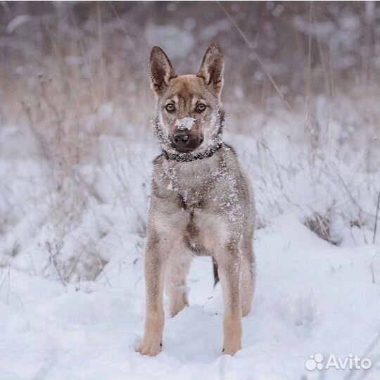 Собака, мальчик, 7 месяцев