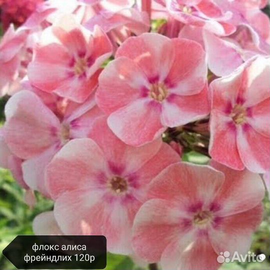 Флоксы многолетние