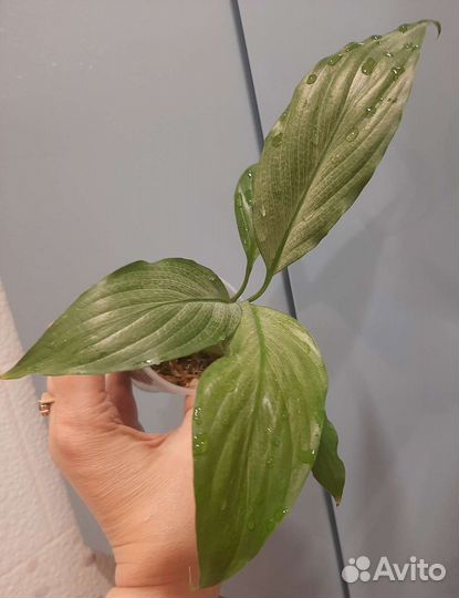 Спатиффилум Милк, Шефлера вариегатная (триколор)