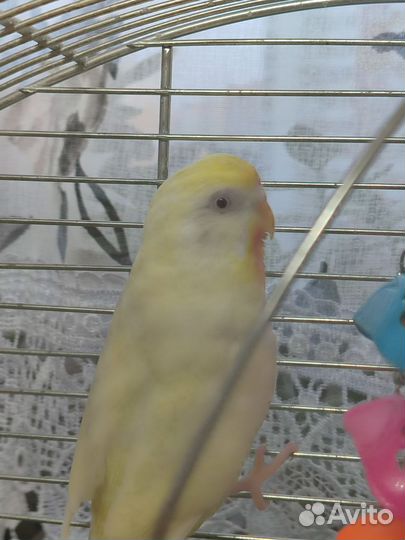 Волнистый попугай ввп чех ручной не кусает