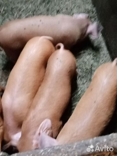 Гибрид 3 пород