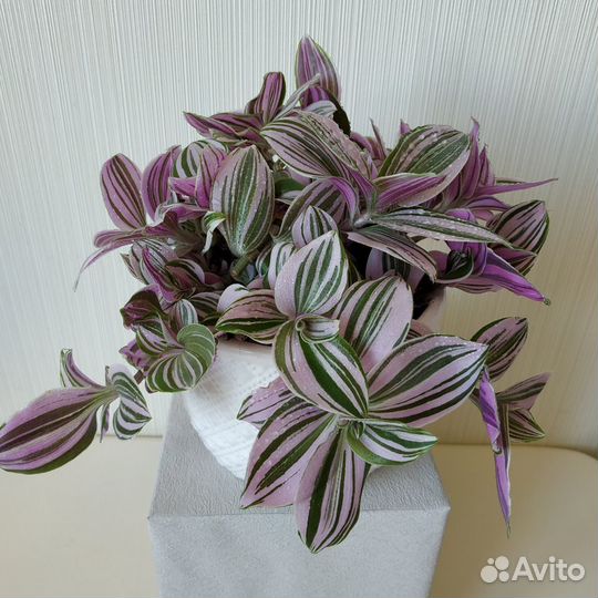 Традесканция Нанук