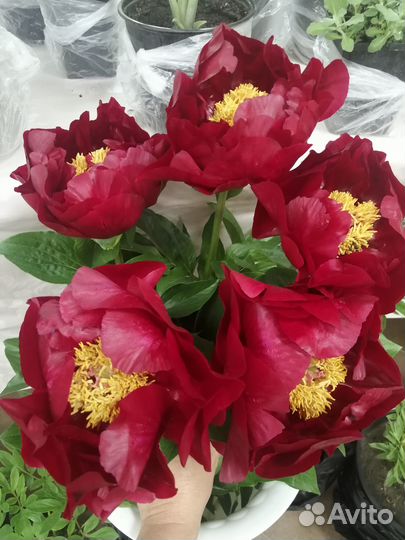 Пионы на посадку