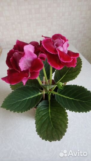 Глоксиния цветущая