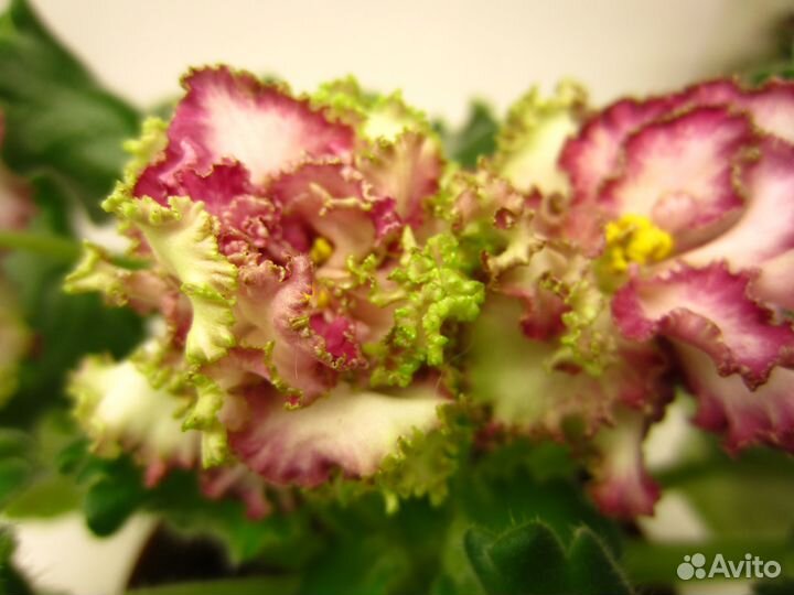 Сортовые коллекционные фиалки